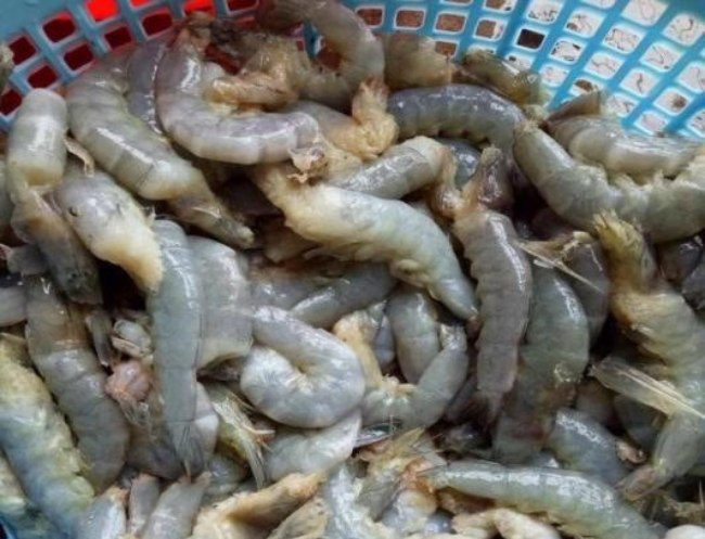 Hiện tượng tôm rớt cục thịt