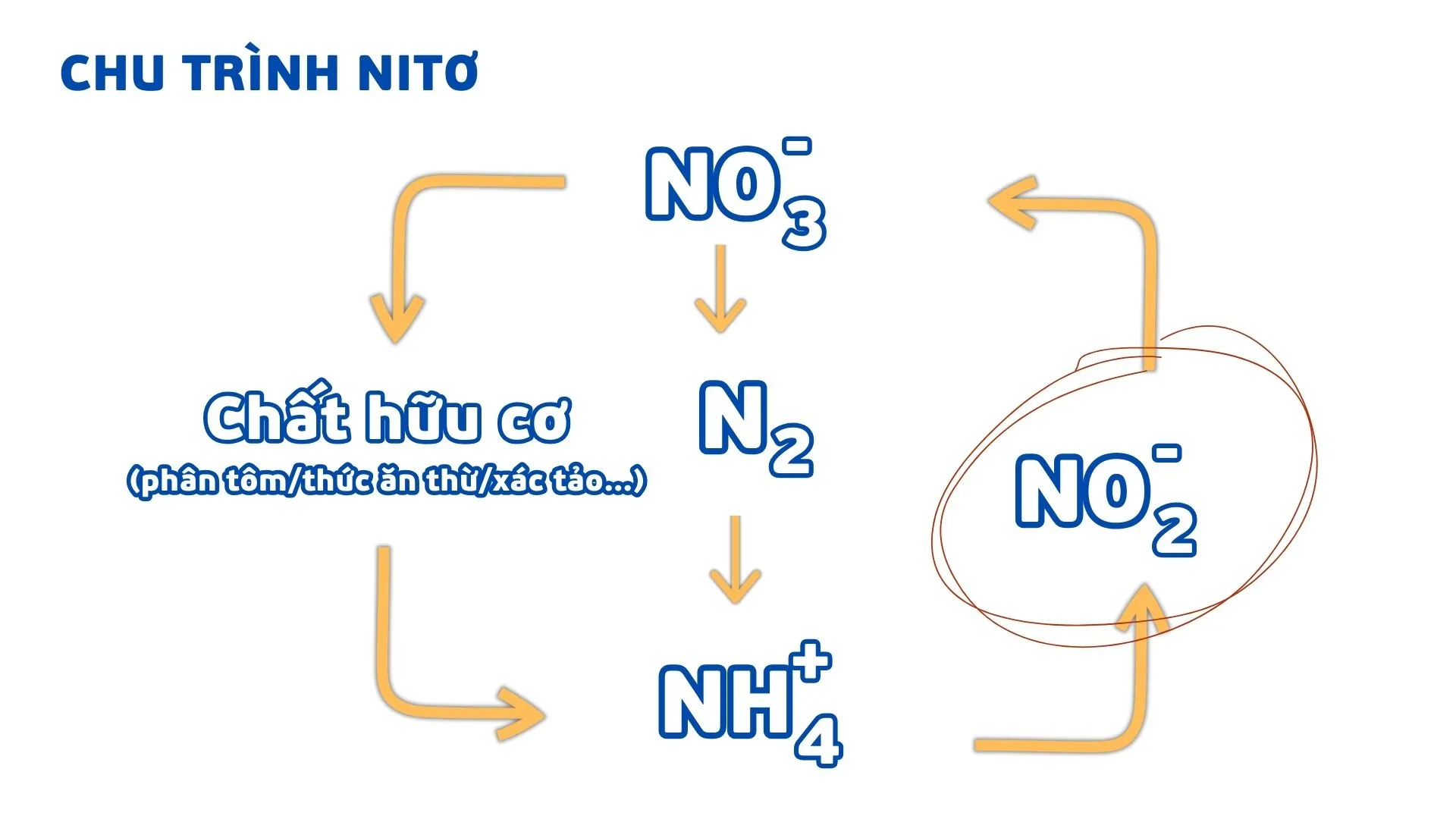 Chu-trình-nito