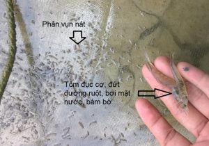 bệnh đường ruột trên tôm