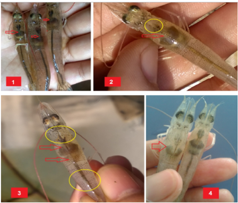Các giai đoạn phát triển của bệnh hoại tử gan tụy trên tôm EMS/AHPND