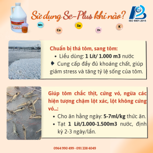 Cách sử dụng khoáng tạt cho tôm Se-Plus